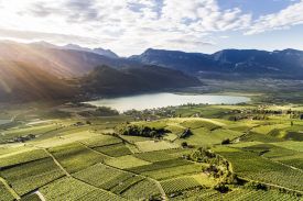 Aerial view of the vineyards of Vineyards of Kaltern am See | Best Italian Wineries Alto Adige, Italy