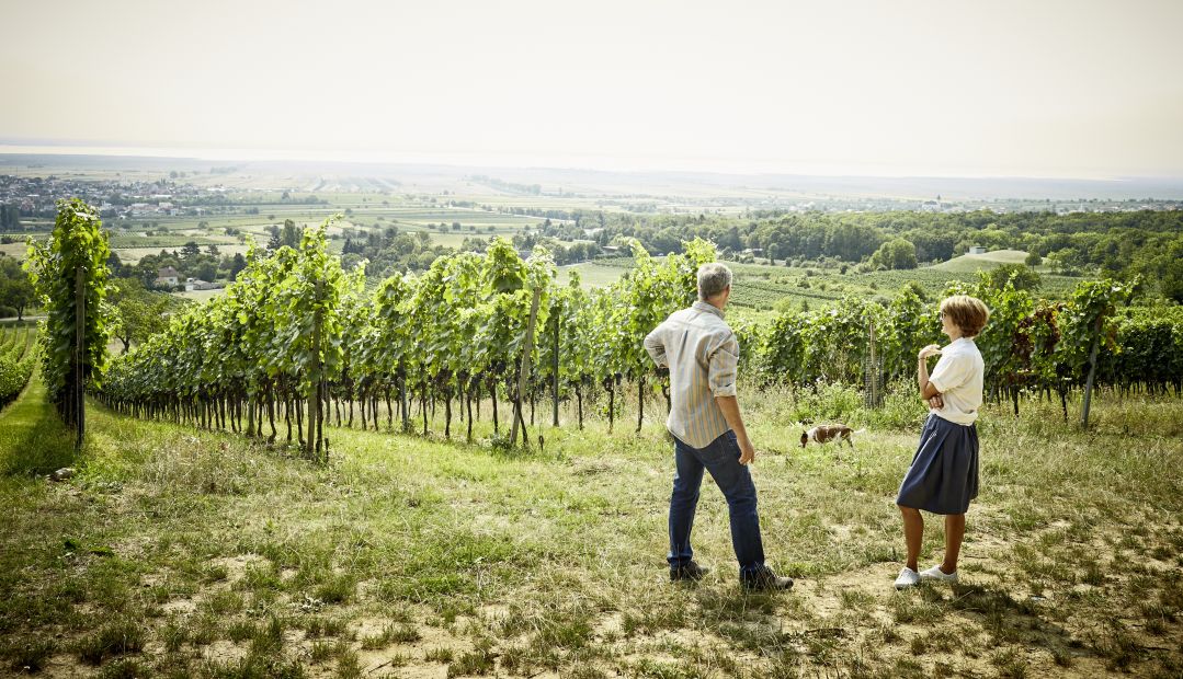 Weingut Heinrich | Best vineyards of Burgenland | Viticulture in Lake Neusiedl, Austria