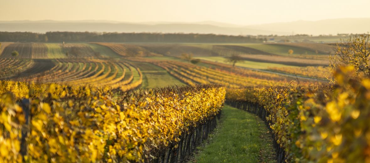  Best vineyards of Burgenland | Viticulture in Lake Neusiedl, Austria