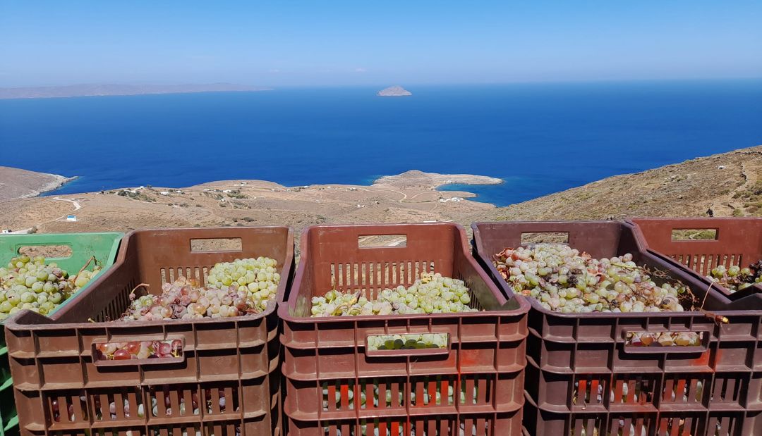 Οινοποιείο Χρυσολωρά Natural wines on the Greek island of Serifos | Chrysoloras Winery