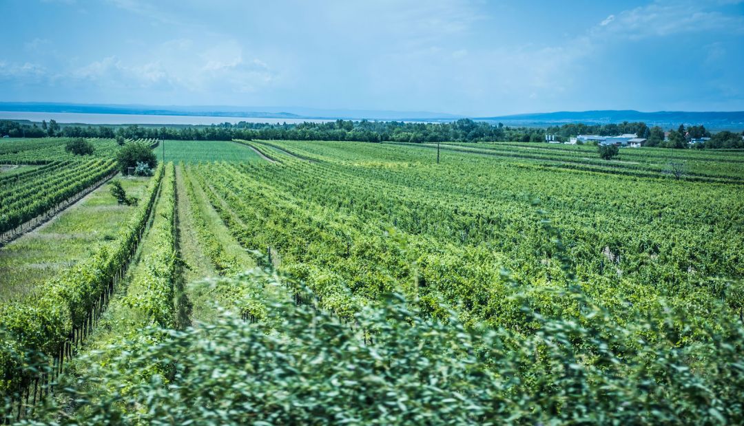 Weingut Claus Preisinger | Best vineyards of Burgenland | Viticulture in Lake Neusiedl, Austria