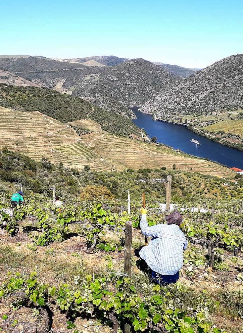 Conceit | From Port to Wine: Five Winemaker Innovators in Porto