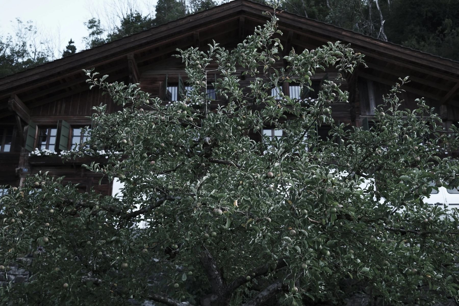  What they found instead was a derelict eighteenth-century chalet, neglected and settling into the slope above Mannried, the kind of building most people would have measured for demolition.