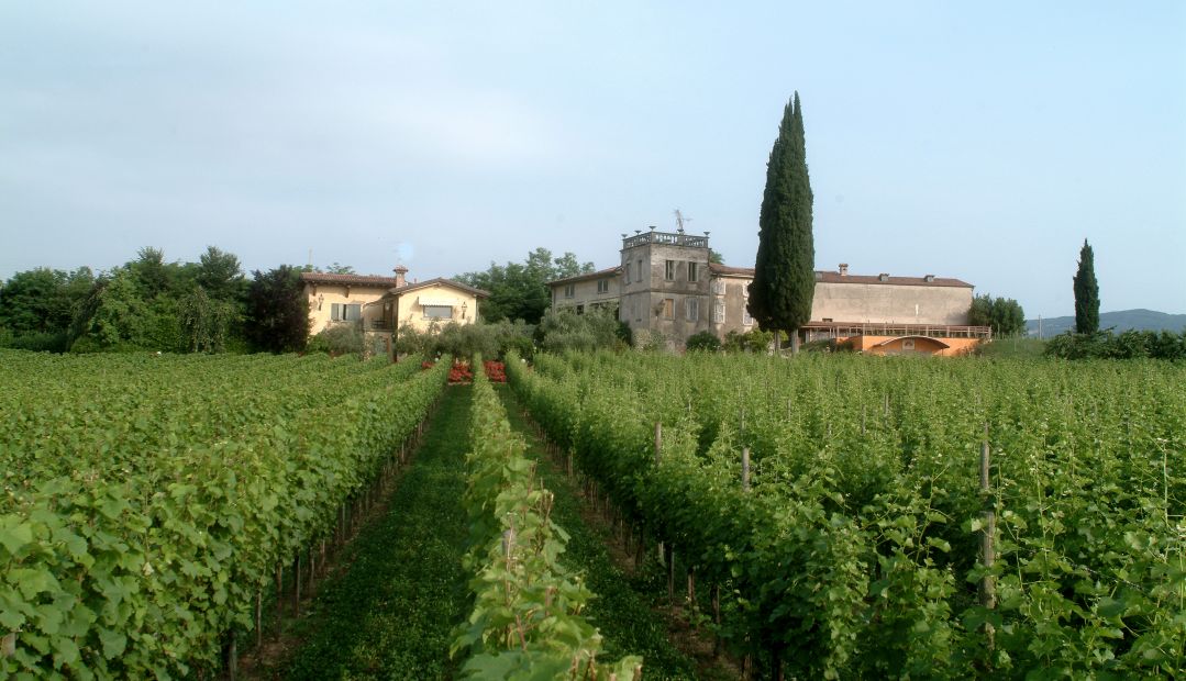 Azienda agricola Cantrina | Viticultures of Lake Garda  - Wineries to tour in Lago di Garda, Trentino, Italy. 