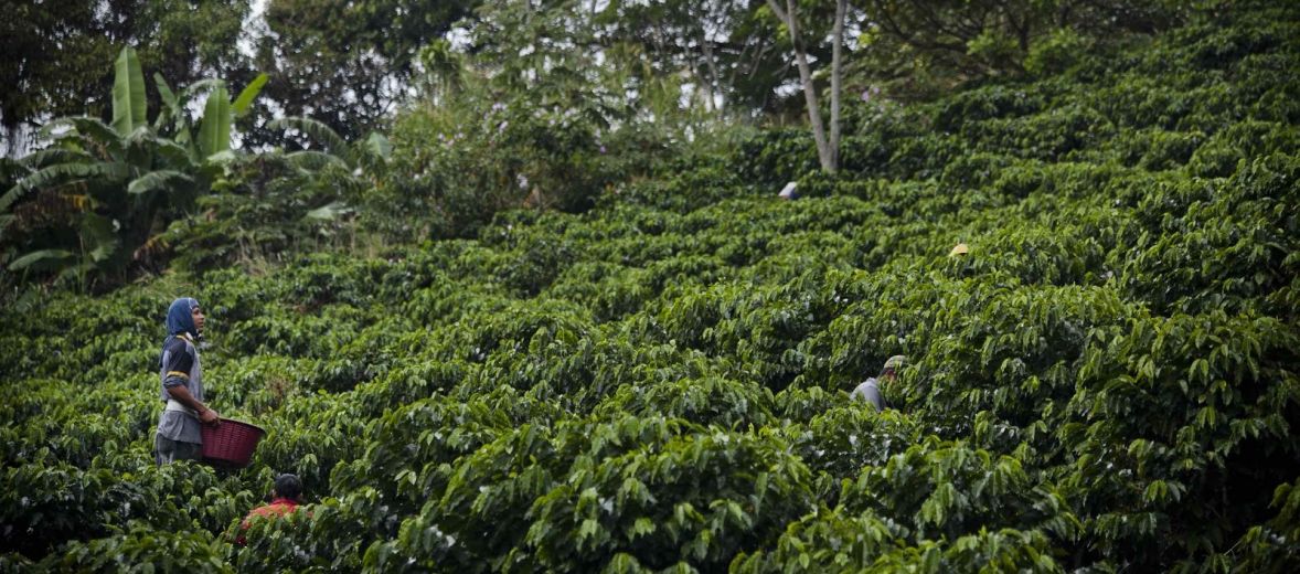 Gringo Nordic Coffee producers, crops, coffee plantation 