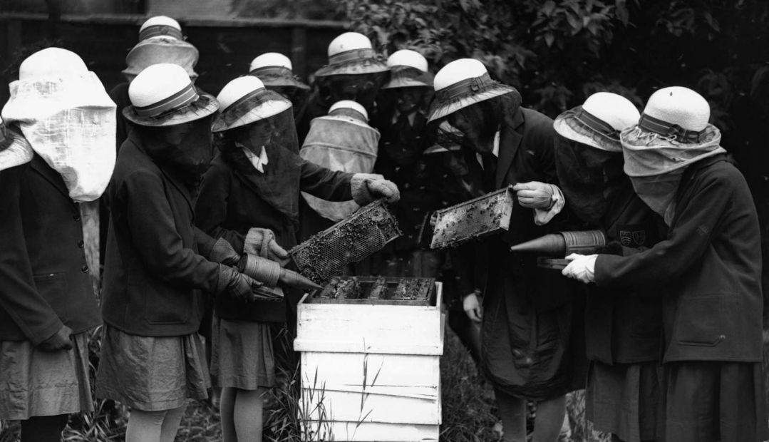 Vintage group of school children collecting honey in Greece | FoodsCross | Exceptional Thyme Honey from Greece | The Aficionados 