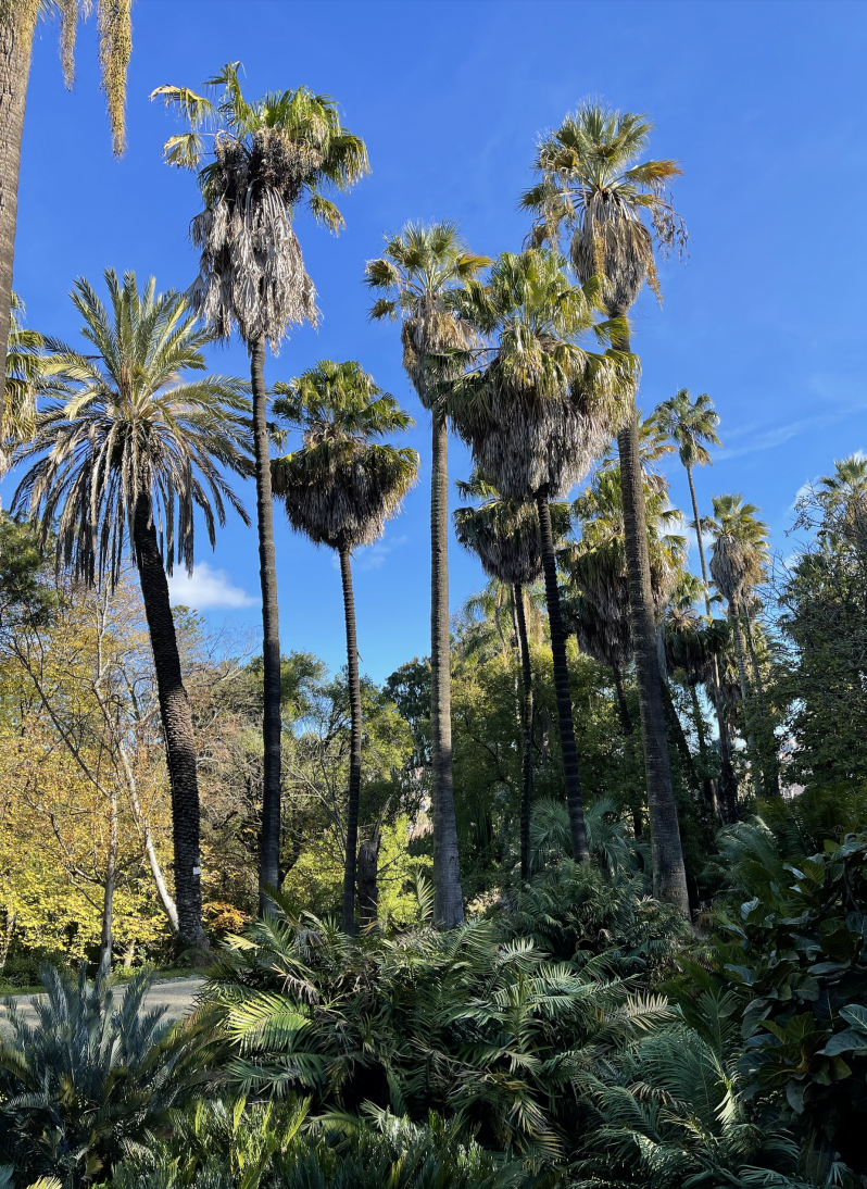 Tall Palms of Jardim Botânico | Lisbon's Botanical Garden | The Aficionados