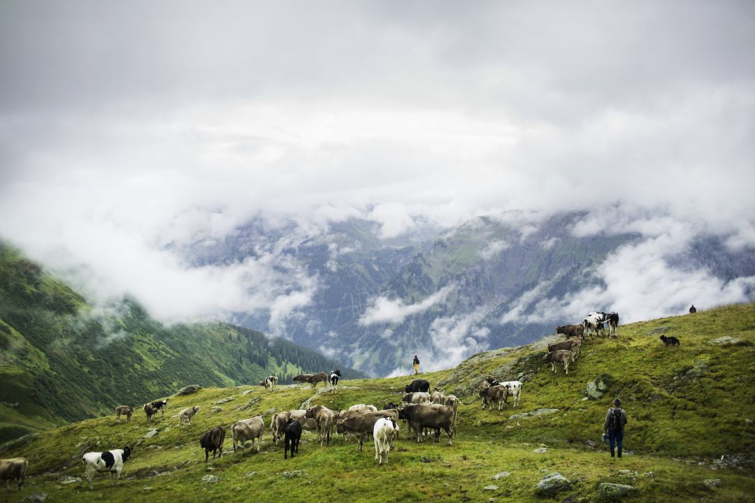 Hike with the cows | Bregenzerwald | The Aficionados