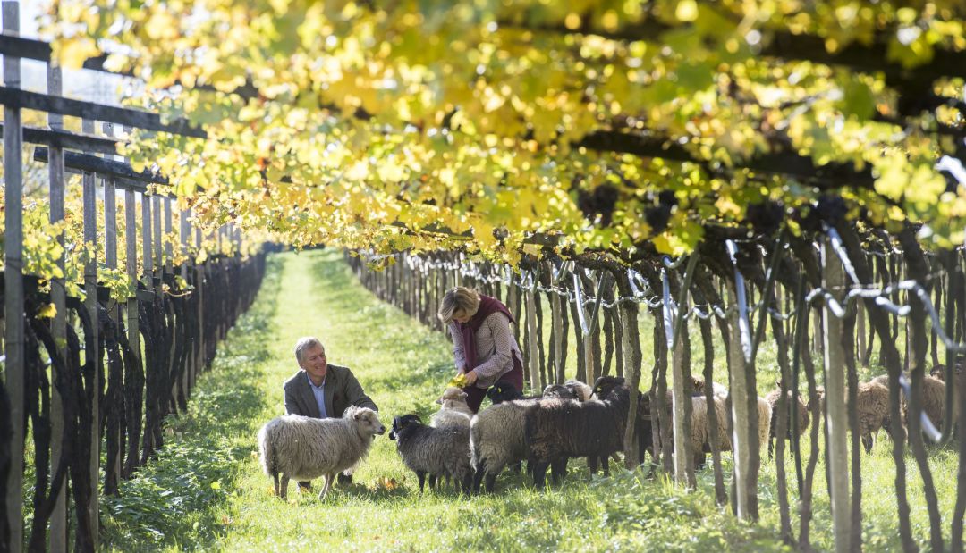 Manincor Vineyards of Kaltern am See | Best Italian Wineries Alto Adige, Italy