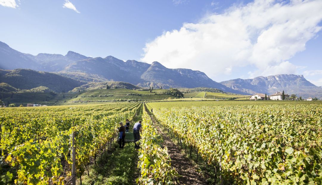 Manincor Vineyards of Kaltern am See | Best Italian Wineries Alto Adige, Italy