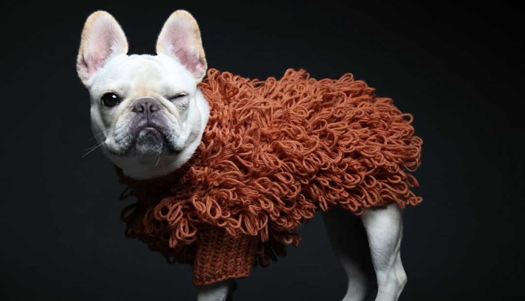 Maxbone Canine Apparel, Accessories, Design, Fashion |The Aficionados