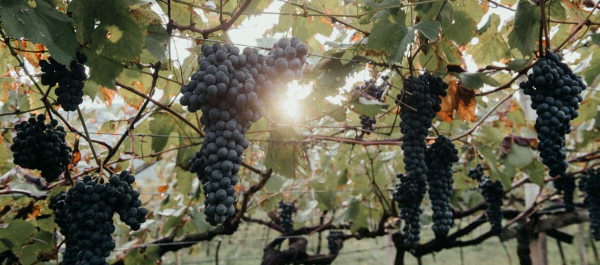  Viticultures of Lake Garda  - Wineries to tour in Lago di Garda, Trentino, Italy. 