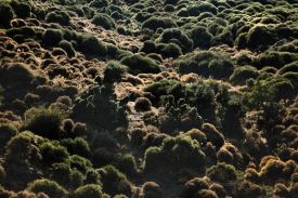 The green island of Naxos, in the Cyclades, Greece