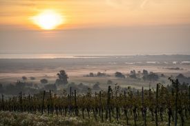 Pannonia - homelands to the wines of Burgenland in Austria. 