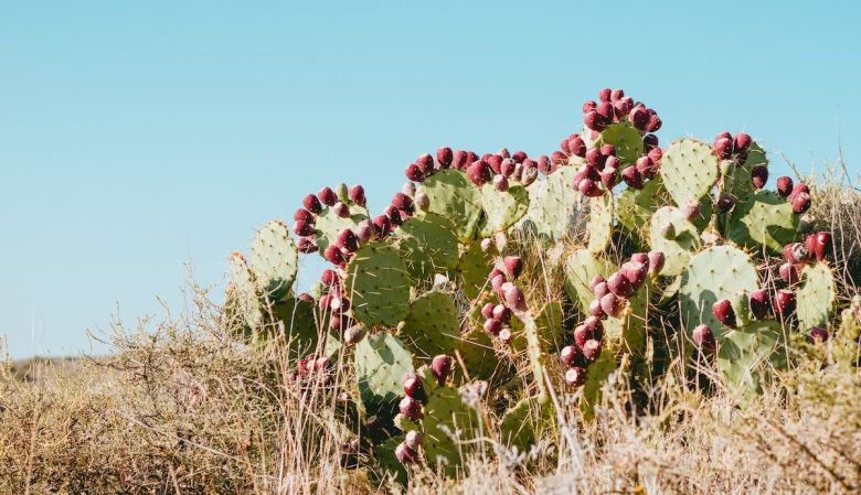 OPUNTIA Luxury Oils | Prickly Pear Cactus | The Aficionados 