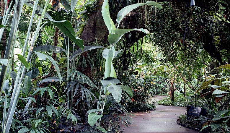  NYBG New York Botanical Garden | Bronx NYC | The Aficionados
