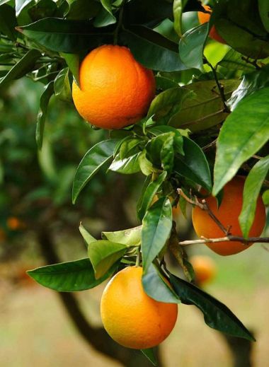 Mallorca, Son Brull, oranges, organic, home grown, orange tree, food