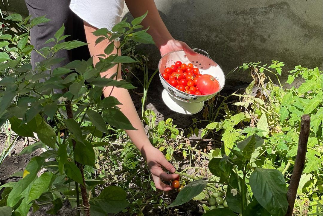Harvesting Urban Tomatoes from the gardens | The Sustainable Palácio Lisbon- A Restoration of Passion, Heart and Technology | Palácio Príncipe Real