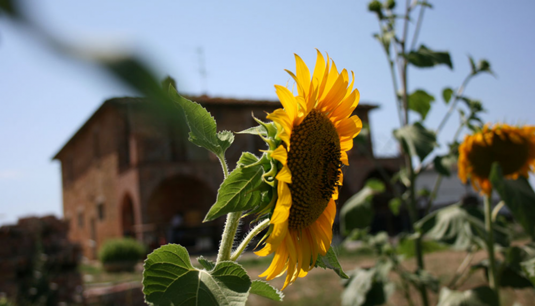 Sunflowers in the vineyards of Podere Sanguineto Estate Tuscany