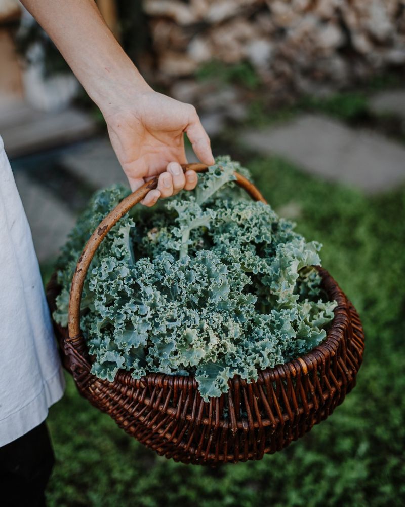 Person carrying a wicker basket filled with freah vegetables, Kale, picked freshly from the hotel gardens| Hotel Schwarzschmied Best Wellness and Design Retreat in South Tyrol | The Aficionados 
