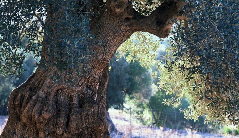 Mallorcan, tree, sunlight, nature, natural, wilderness