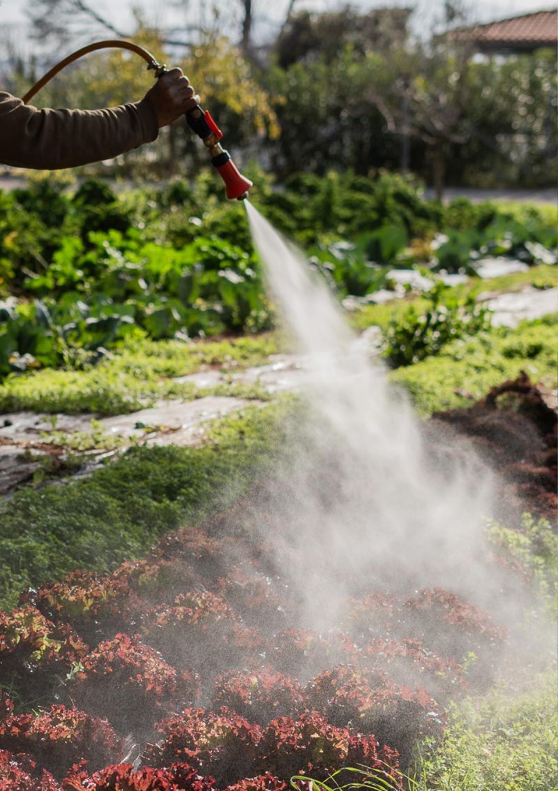 Watering the chemical-free vegetable garden by hand at TATOÏ Club Athens | The Aficionados.com