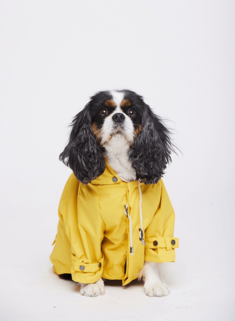 Maxbone Canine Apparel, Accessories, Design, Fashion |The Aficionados