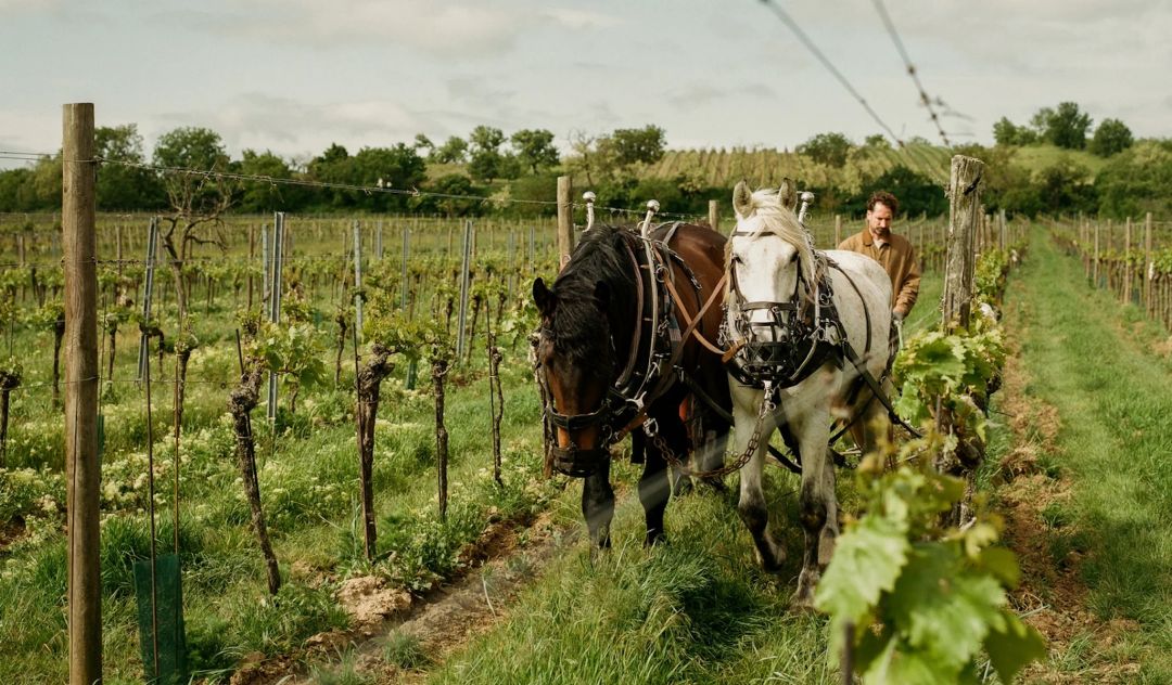 Austria’s Best Organic Wine | Gut Oggau | The Aficionados