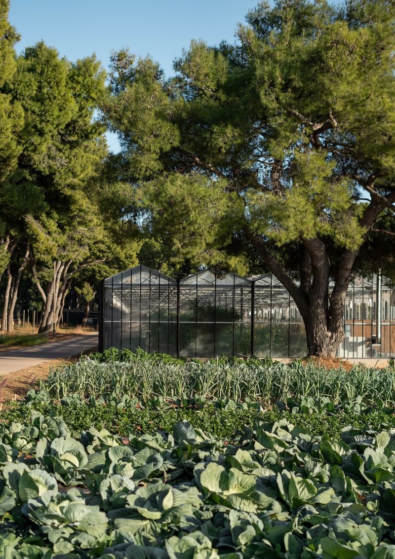 Glasshouse and organic vegetable beds among the pines at TATOÏ Club | The Aficionados.com