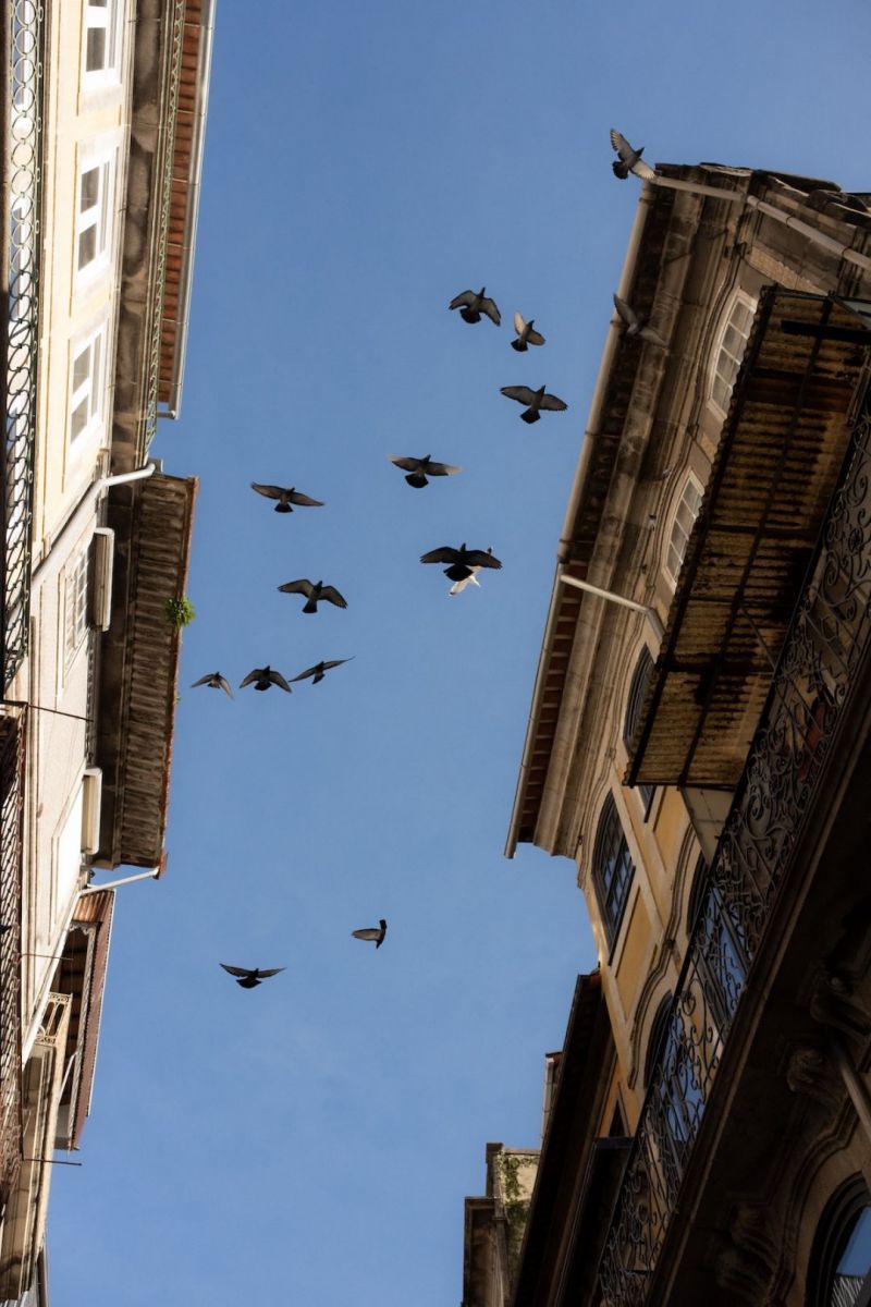 Pigeons in flight above Rua de Belomonte in the heart of Porto's old Jewish quarter, framed by the patinated façades of the historic centre.