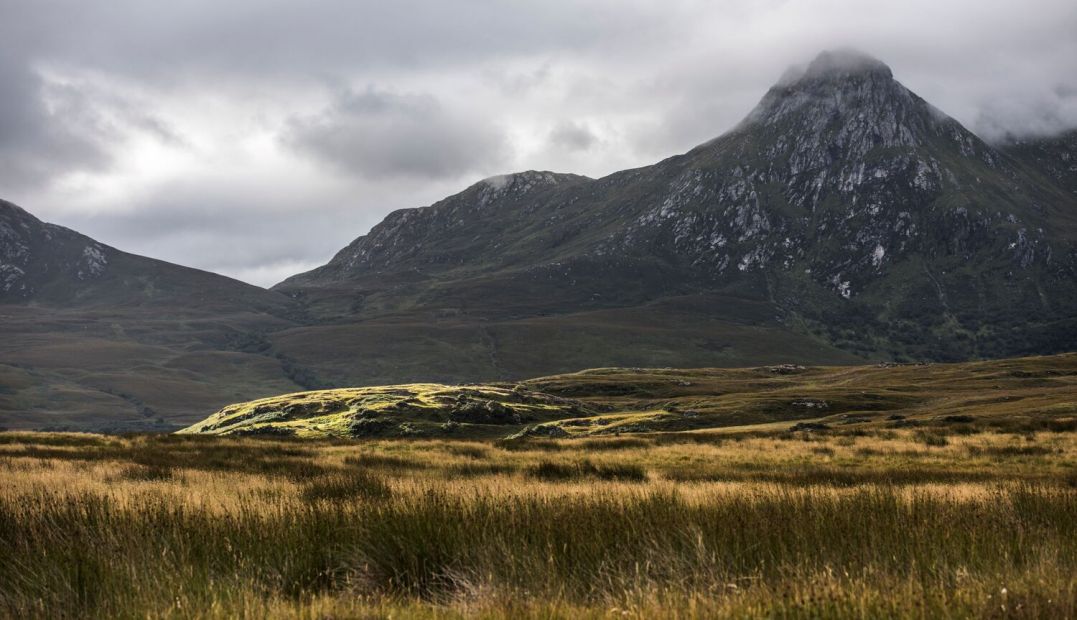 Wildland Conservation Scotland | The Aficionados