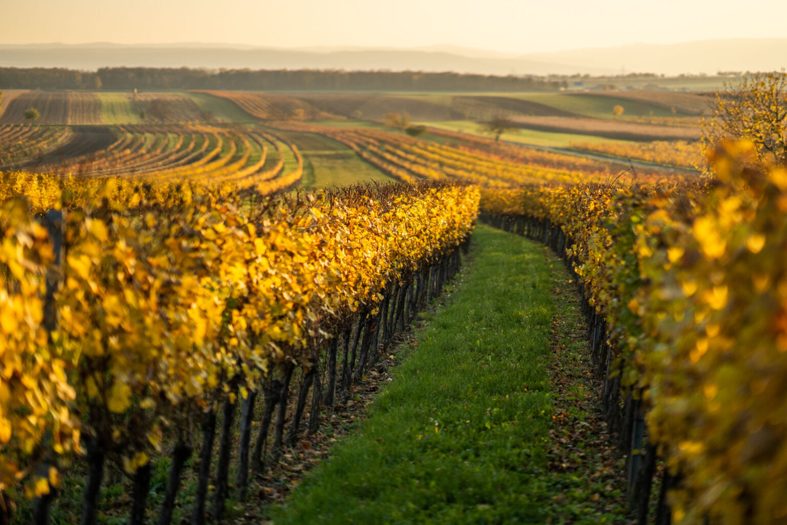  Best vineyards of Burgenland | Viticulture in Lake Neusiedl, Austria