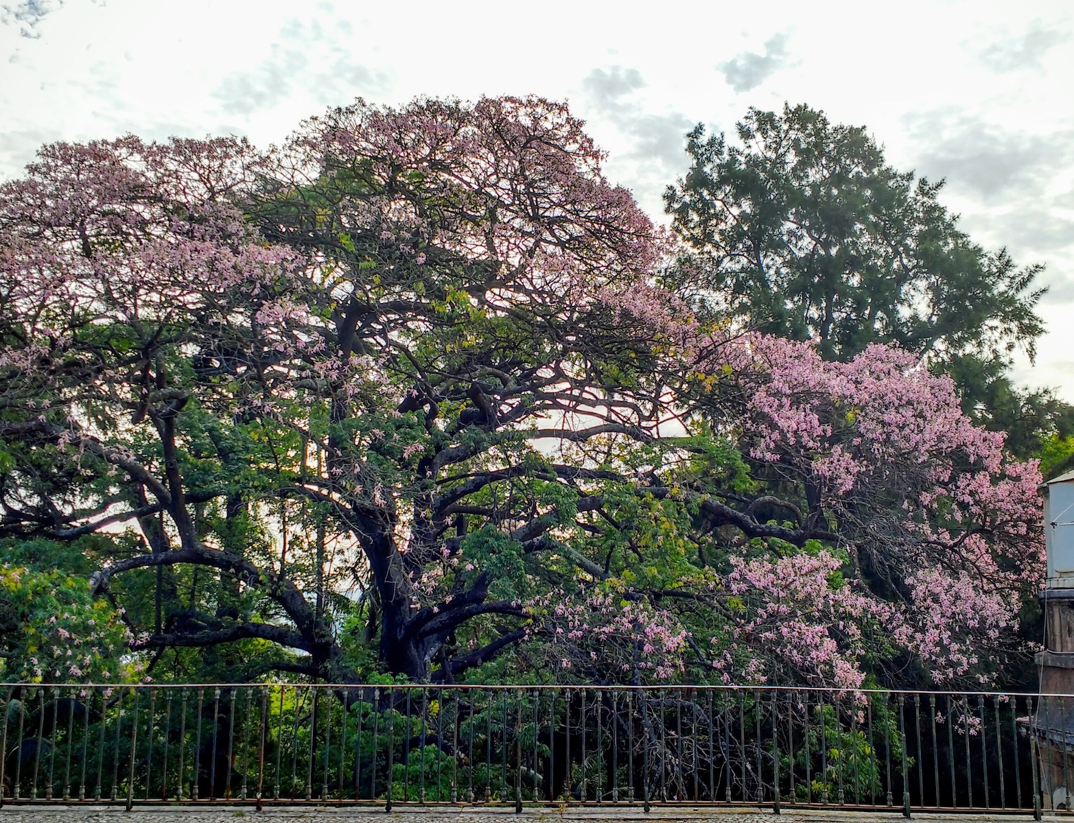 Lisbon Príncipe Real: A Green Crown of Elegance and Design | Portugal 
