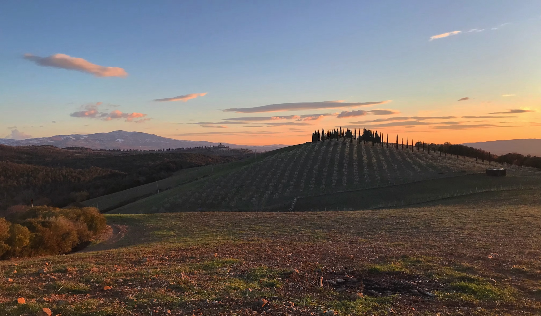 Cupano Estate Tuscany | John Voigtmann of La Bandita Pienza picks out his favourite Tuscan wineries from the Val d'Orcia: Brunello to Chianti Classico, vineyards to explore in Italy. 