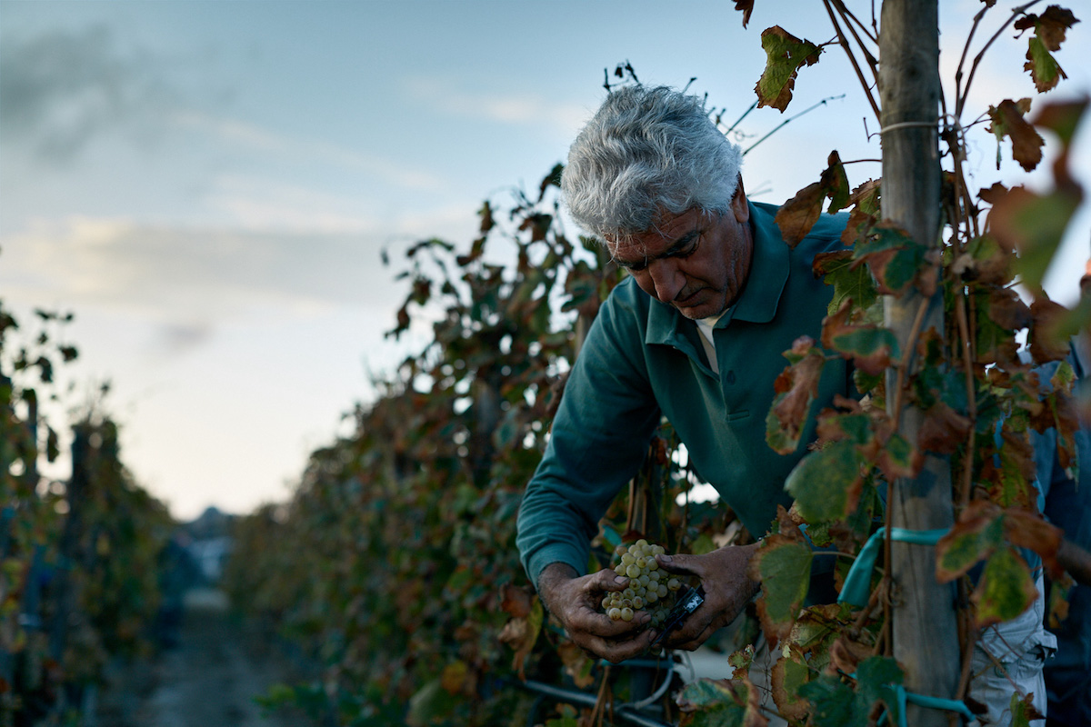 Man cutting prunning vines in a Mediterranean vineyards | The Vineyard Edit: Wine-Fuelled Boutique Hotels & Vineyard Stays