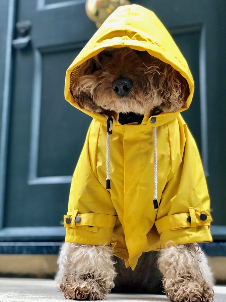 Waterproof Dog Rain Coat by Canine Hound wear MAXBONE | Dog in yellow 