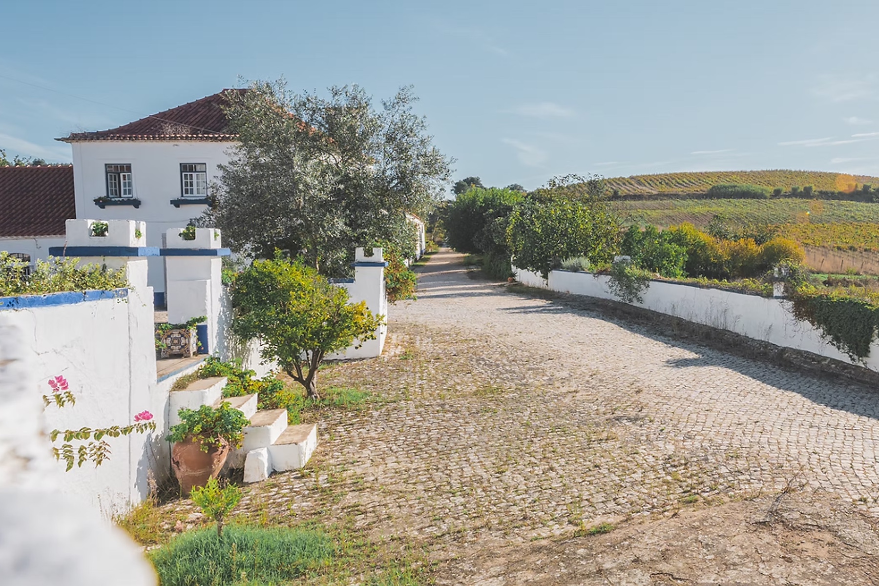 Wines of Lisbon & Co. | The Best Vineyards to Visit and Tour