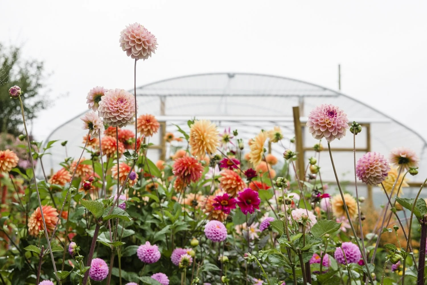 Wild Flowers orange pinks |  Lunaria Bruton Somerset: Deborah Bain’s Architectural Floristry, Weddings and Floral Installations | The Aficionados