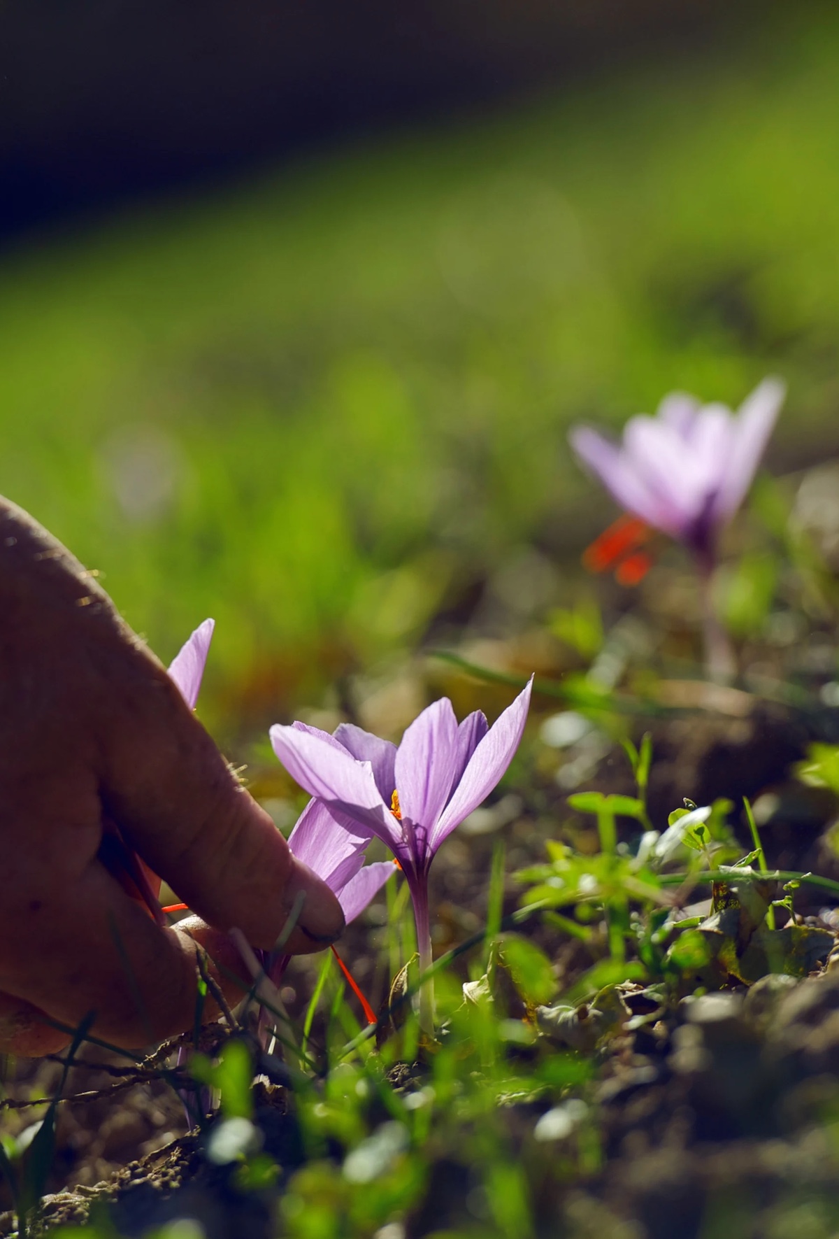 Mund Saffron - flower head. A sweet spice grown and produced in Valais Switzerland  