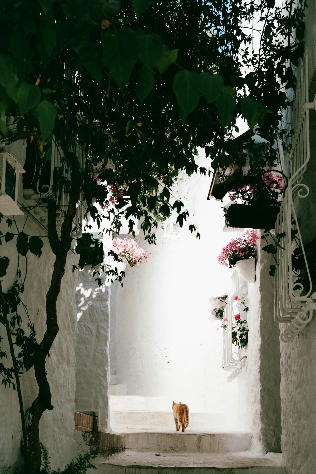 Ginger cat walking away along a narrow white washed alley woith climbing plants and folliage scene in Turkey old town |Untamed Beauty of Türkiye’s Riviera: A Journey Through Ancient Bays and Forested Shores