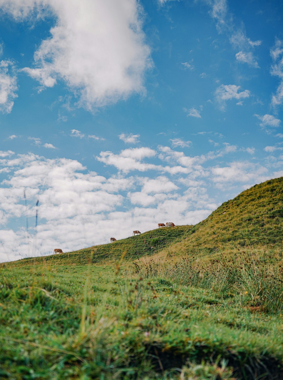 Cows, Austria, Bregenzerwald, Vorarlberg, hike