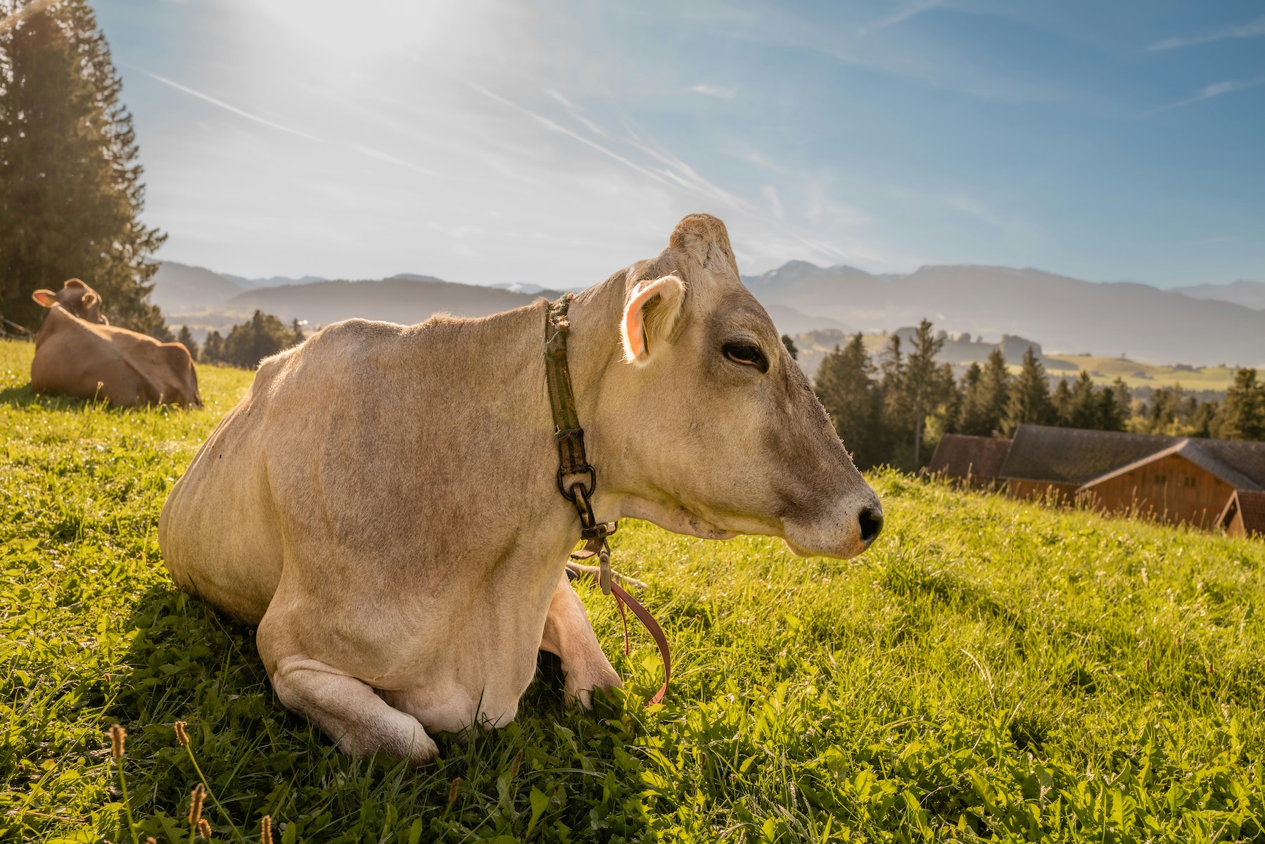 Cows, Austria, Bregenzerwald, Vorarlberg, hike