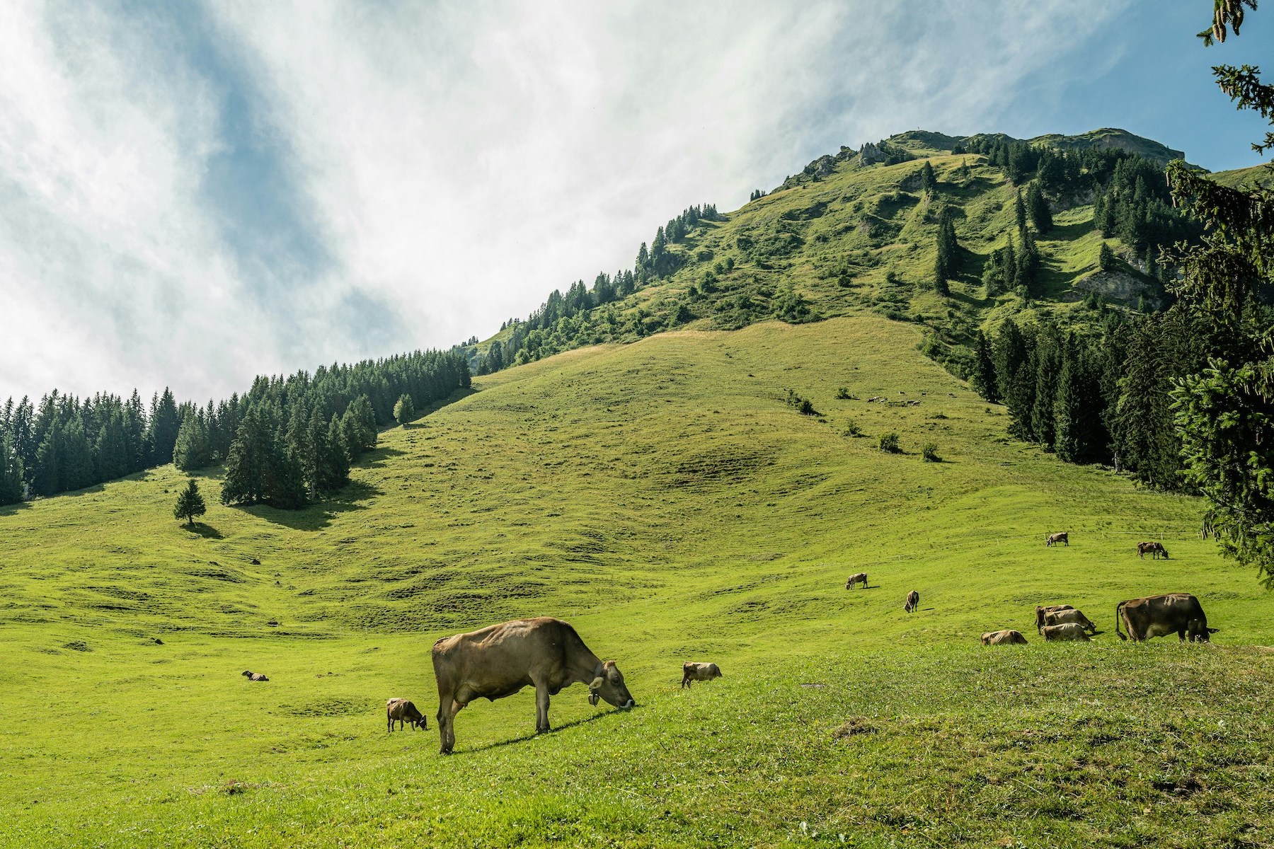 Cows, Austria, Bregenzerwald, Vorarlberg, hike