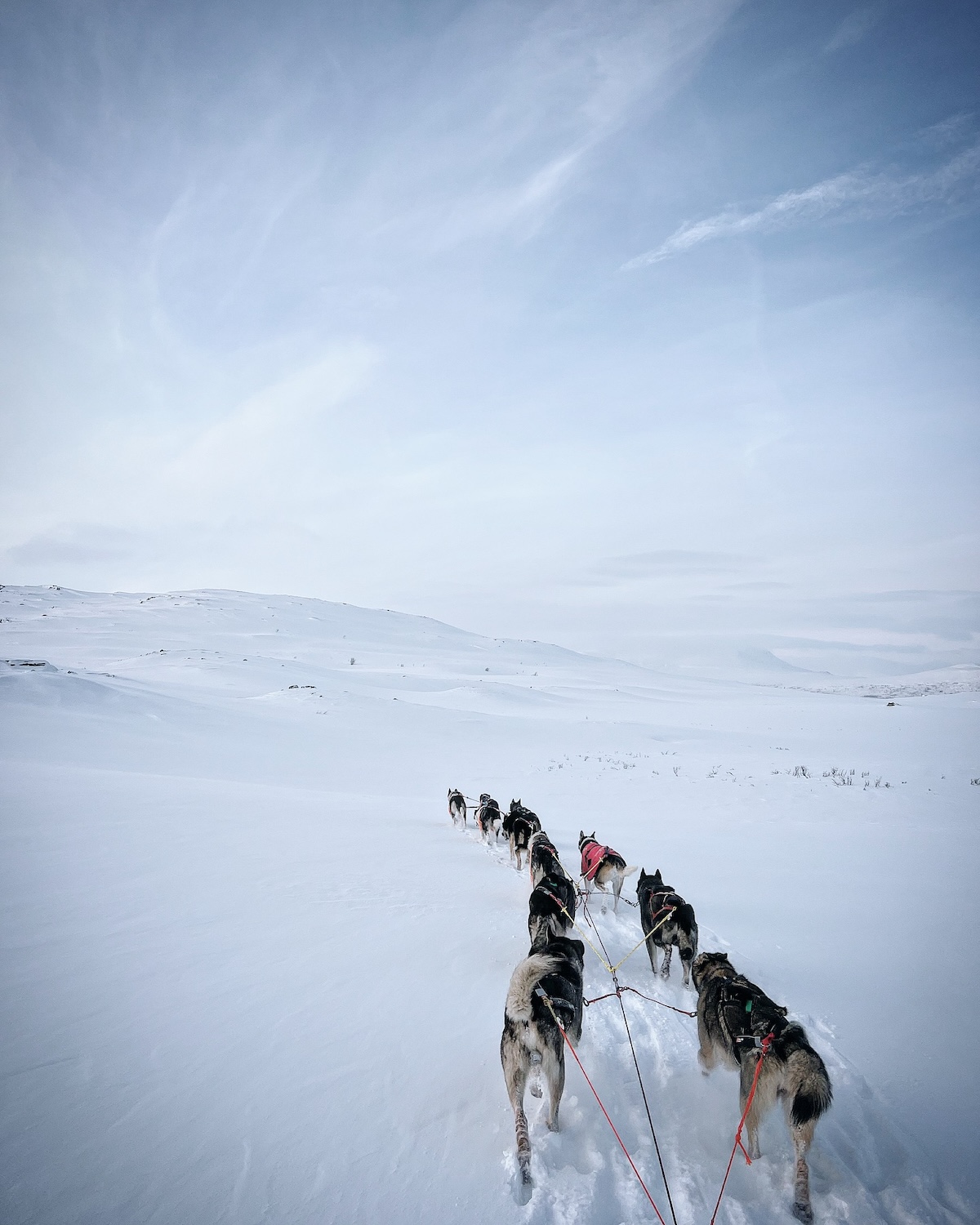 Jotunheimen National Park husky-sledding in Norway, dogs, snow, sunshine, 