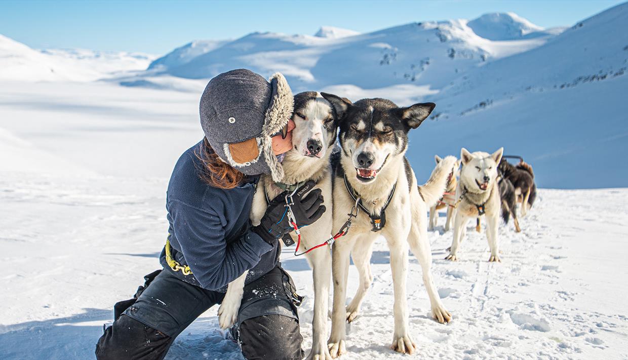 Jotunheimen National Park husky-sledding in Norway, dogs, snow, sunshine, 