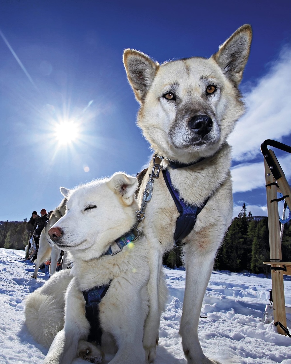 Jotunheimen National Park husky-sledding in Norway, dogs, snow, sunshine, 