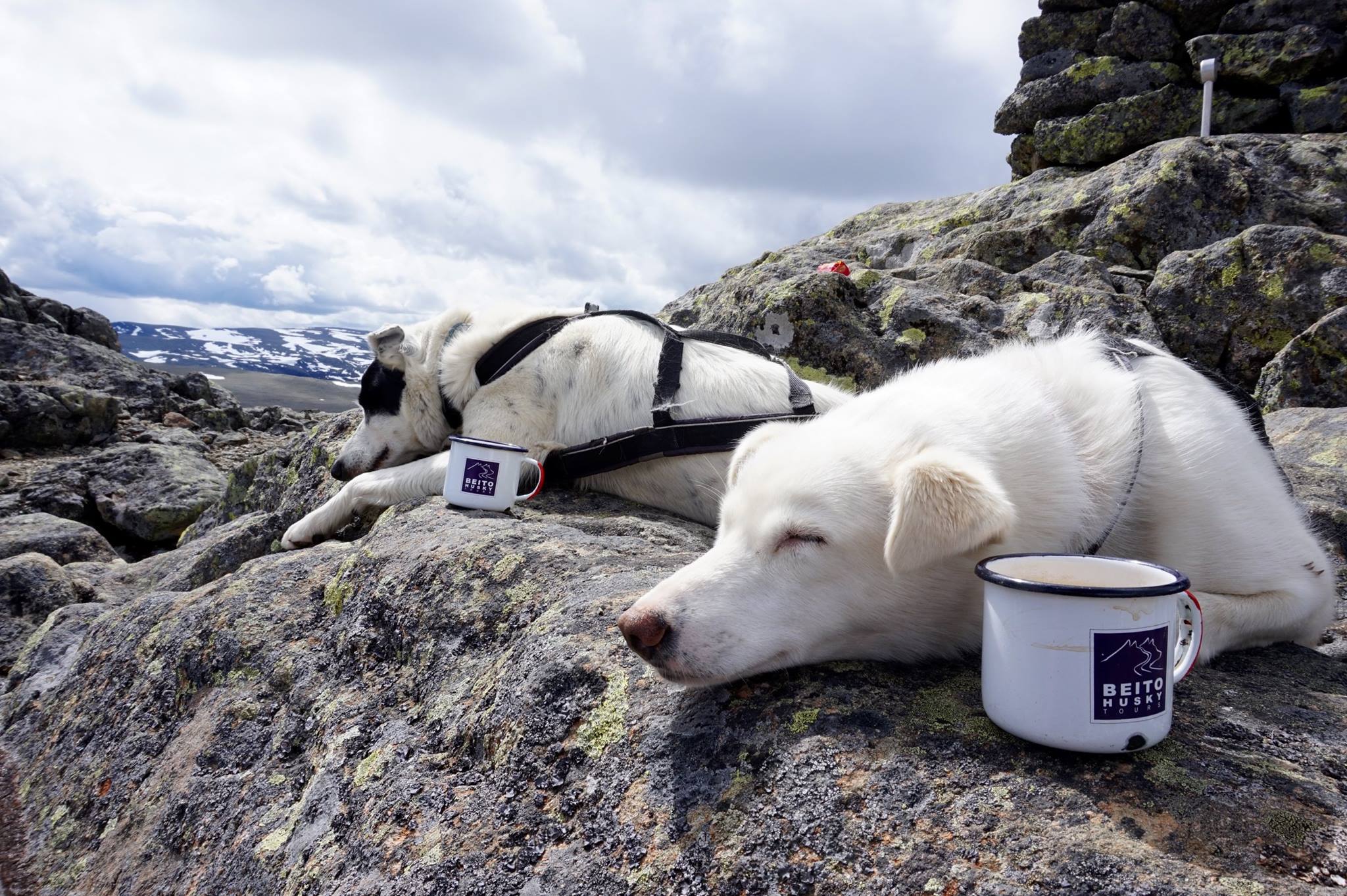Jotunheimen National Park husky-sledding in Norway, dogs, snow, sunshine, 
