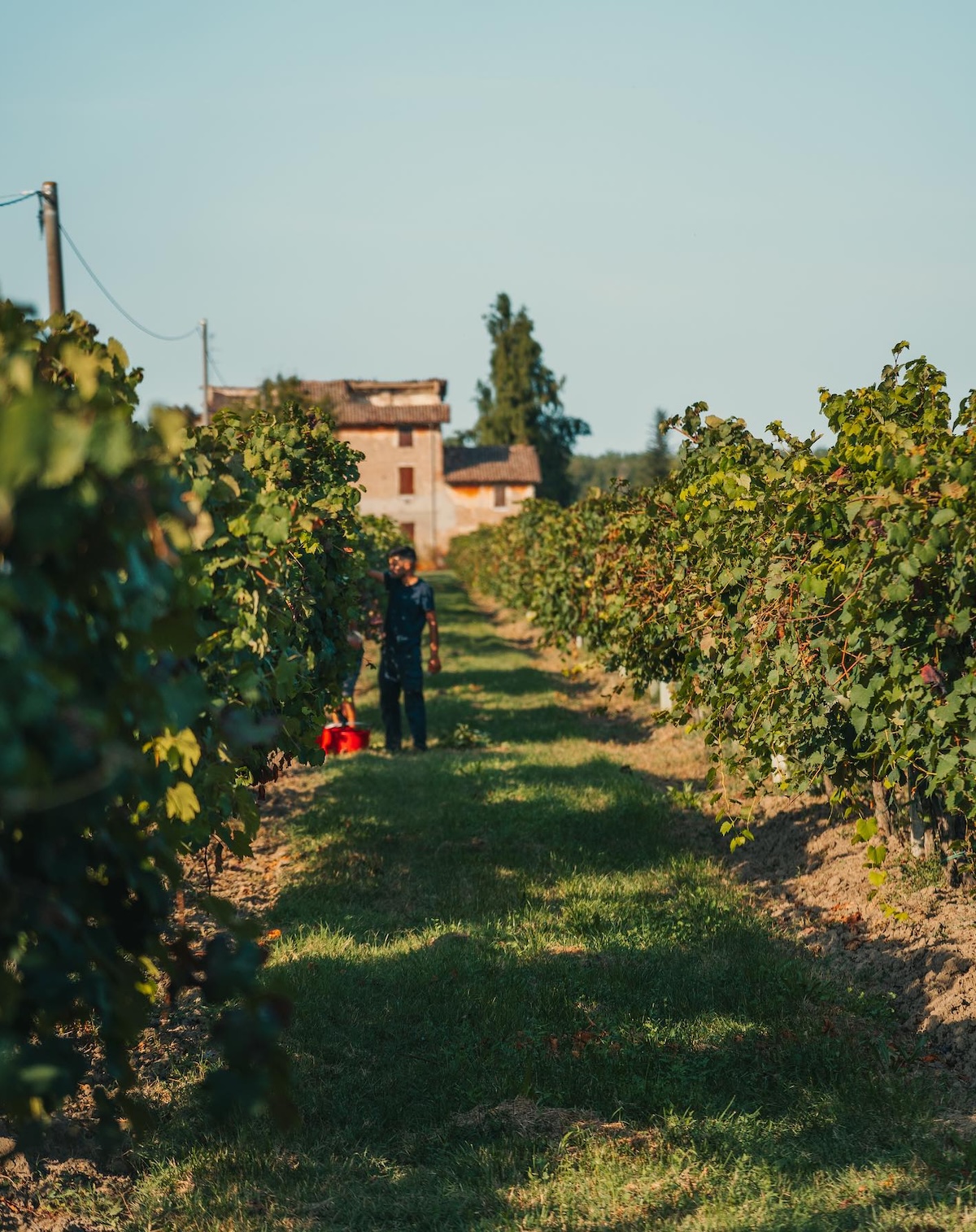 Winemaker tending Lambrusco vines at harvest in Emilia-Romagna vineyard, Italy | The Aficionados