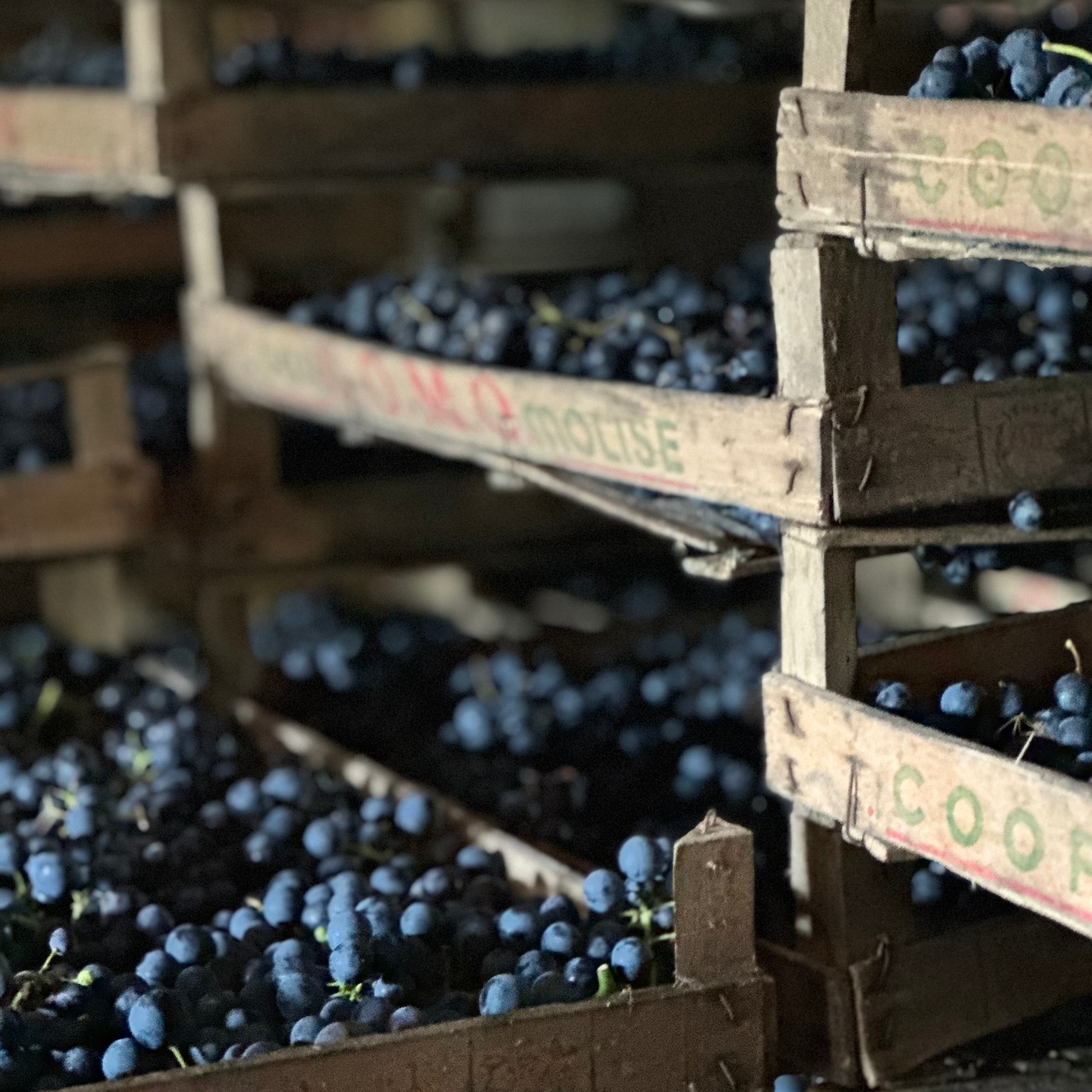 Wooden harvest crates stacked with freshly picked dark red grapes during vintage in Le Marche, Italy