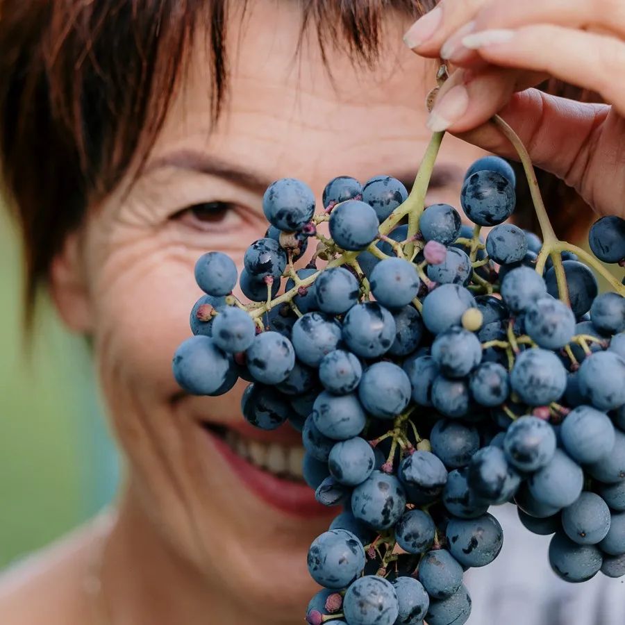 Winemaker holding a bunch of freshly picked Montepulciano grapes at harvest, Le Marche Italy